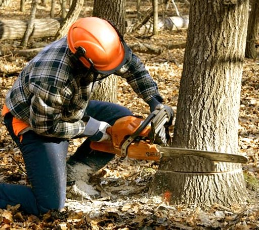 Tree Removal in Georgetown, DE